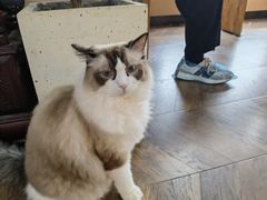 -蓝鲸·缅因猫舍