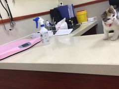 -艾贝尔宠物医院 ·内科全科(梁溪路店)