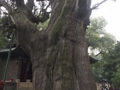 -晋祠公园