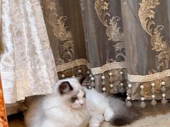 -瑞派紫金宠物医院24小时·骨科·中兽医·重症转诊中心(番禺大石院)