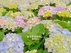 -深圳仙湖植物园