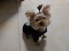 -翊宠yipet猫狗购宠庄园