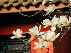 -红梅公园