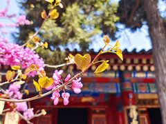 -西安市广仁寺