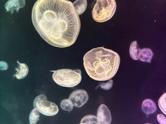 -北海海底世界