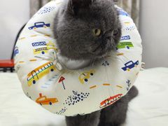 -爱佳宠物中心医院24H·CT·骨外科·猫专科(瑶海万达店)