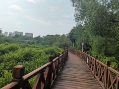 -大亚湾红树林城市湿地公园