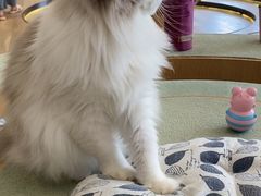 -CAT’S MEWSTAR CAFE·喵星球猫屋(晴湾咖啡店)