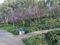 -重庆彩云湖湿地公园