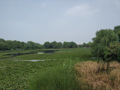 -荷塘月色湿地公园·向阳花洲