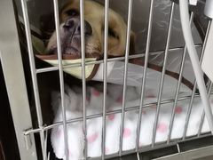 -艾贝尔宠物诊疗