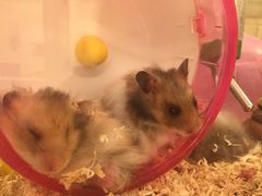 -龙猫仔乐园(惠福东路店)