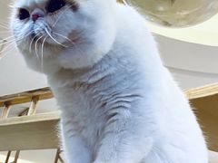 -滚猫咖啡·猫咖·猫友好撸猫(未来城店)