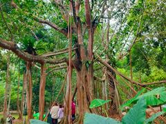 -中国科学院西双版纳热带植物园