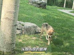 -北京野生动物园