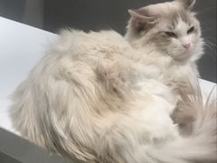 -飞行喵MR PILOT|猫舍·猫咖(静安大融城店)