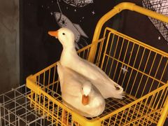 -浣熊柯尔鸭土拨鼠·电玩咖