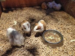 -酷嗒动物文化乐园(cutezoo西溪乐天城店)