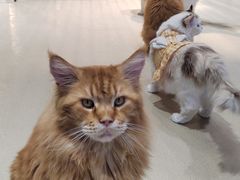 -藏猫猫咖啡主题馆(中央大道店)