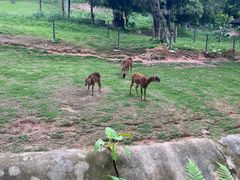 -深圳野生动物园