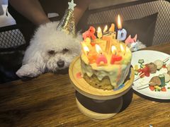 -百好乐宠物友好餐厅(朝外大街店)