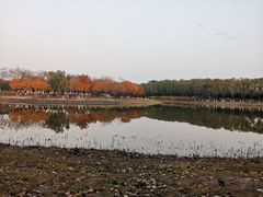 -大兴滨河森林公园