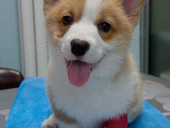 -纳吉亚猫专科动物诊疗中心(蒋宅口分院)