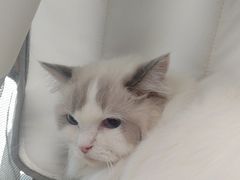 -中农国际动物医院24小时·猫科·骨科·急重症中心