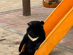 -西霞口神雕山野生动物世界