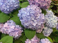-双季花艺园艺市场(浦东店)