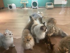 -柯斗斗主题餐厅·狗咖·围炉煮茶·茶饮(国瑞升平里店)