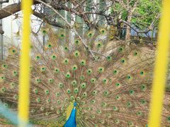 -丽泽山庄·生态怀柔菜·虹鳟鱼(红螺寺店)