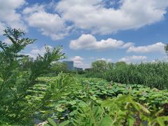 -大兴滨河森林公园