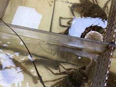 -肥弟大排档(汕樟路店)