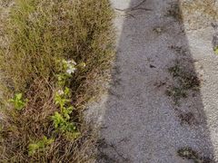 -鹤之洲湿地公园