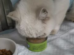 -米苏动物医院·犬猫专科·骨科外科内窥镜