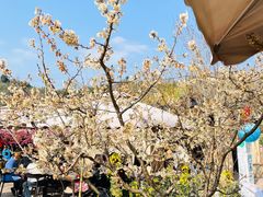 -桃源山庄·水蜜桃采摘·柴火鸡·烧烤团建(龙泉山店)
