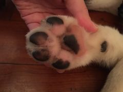 -暖阳宠物医院·犬猫康复中心·骨科