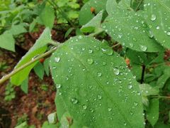 -帽儿山国家森林公园