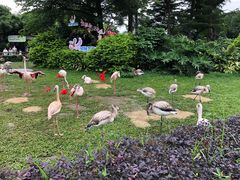-广州长隆飞鸟乐园
