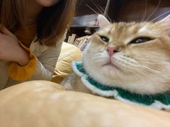 -逗柴咖啡屋·狗咖猫咖宠物桌游