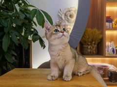 -山宅一喵德文卷毛猫舍