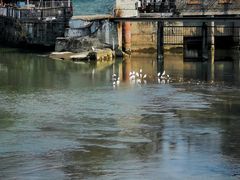 -龙抄手食府(浣花北路店)