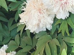 -洛阳市隋唐城遗址植物园