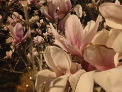 -青岛大学路小学