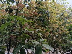 -故乡缘·香格里拉山庄(冷竹路店)