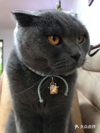 外出一天，回到家里，躺在舒服的沙发上，小猫这时不知道
