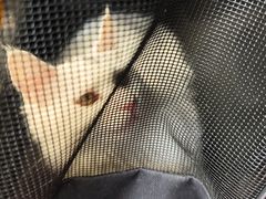 -瑞派福兴宠物医院犬猫全科·骨科·中西医结合(河东店)