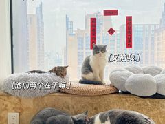 -Catmate·猫肥家润(金润铂宫店)