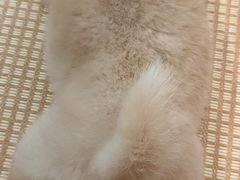 -柴犬小屋·柴餐厅·狗咖食堂(金鼎广场店)